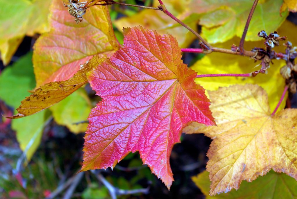 autumn-teton-thimbleberry-3695647_1920