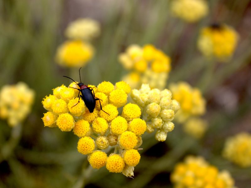 Beetle sits on yellow flower (Helichrysum italicum)